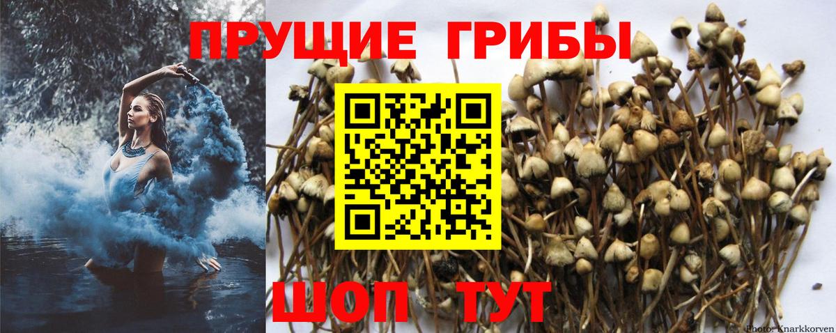 Галлюциногенные грибы Psilocybe Новосибирск